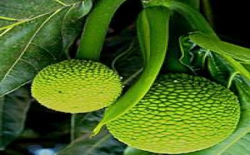 Sa kê trị tiểu đường